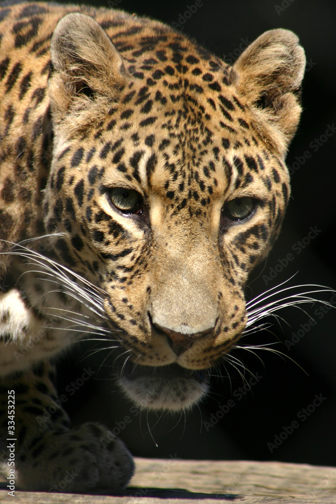 Obraz premium léopard (Panthera pardus)