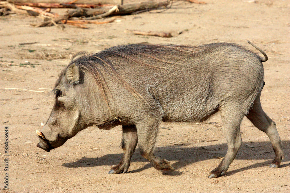 Phacochère commun (Phacochoerus africanus) Phacochère commun (Phacochoerus africanus)