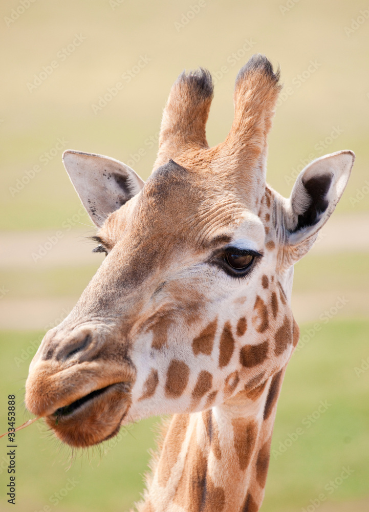 Naklejka premium african giraffe up close