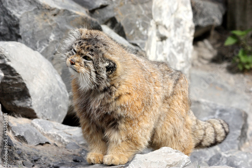 chat manul ou de Pallas ( Otocolobus manul )