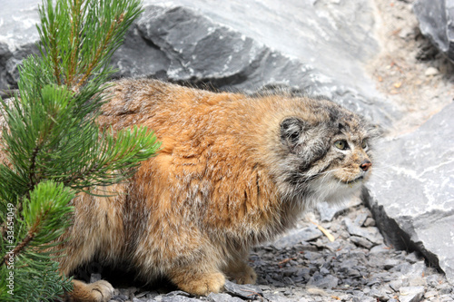 chat manul ou de Pallas ( Otocolobus manul )