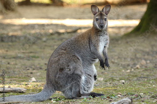 Wallaby de Benett (Macropus rufogriseus)