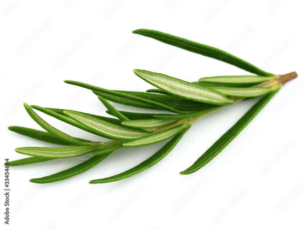 Fresh rosemary Fresh rosemary