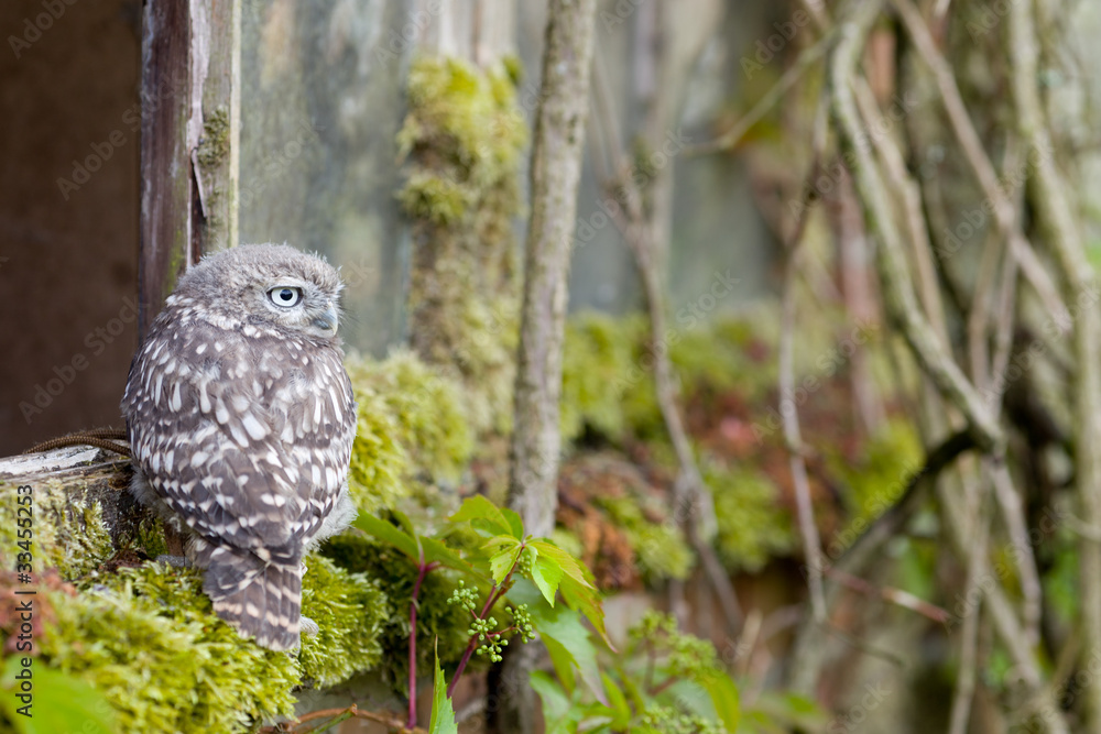 Fototapeta premium A Young Little Owl in its Natural Habitat