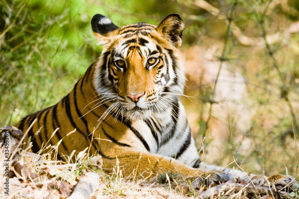 Naklejka premium Bengal tiger in Bandhavgargh Park, India