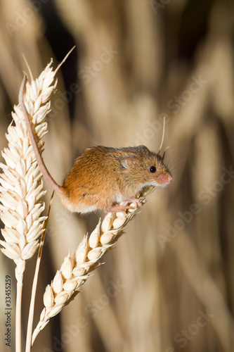 A Harvest Mouse in its Natural Habitat photo