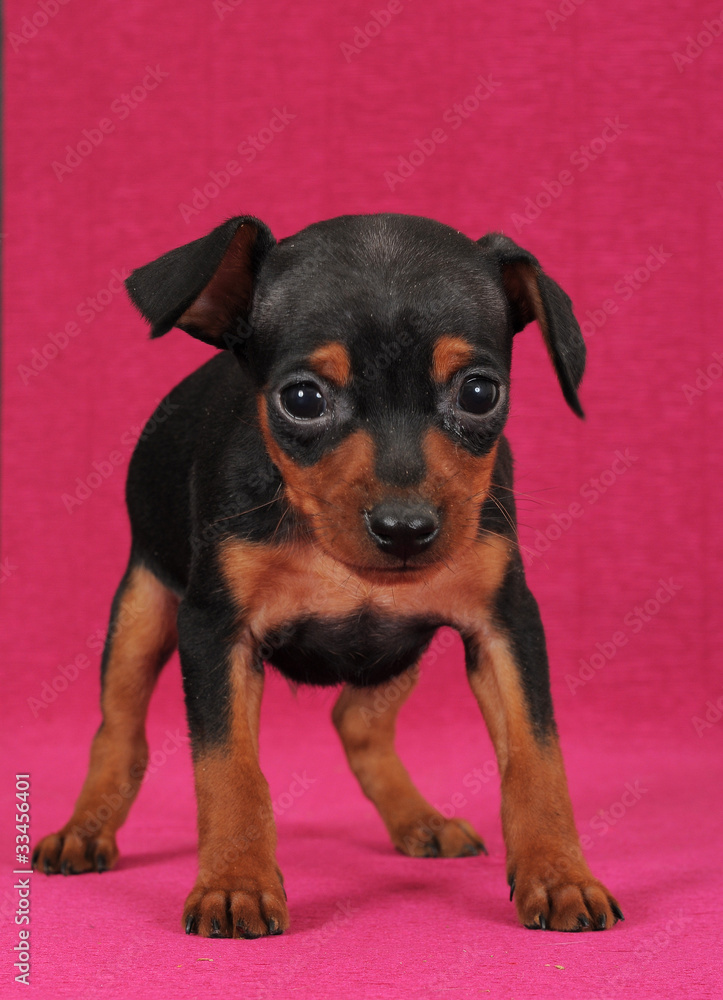 PINSCHER PINSCHER