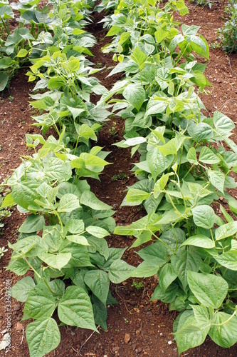 rangées de haricots