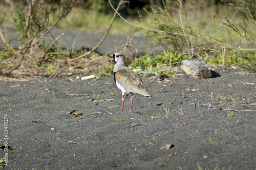 Queltehue (Vanellus chilensis)