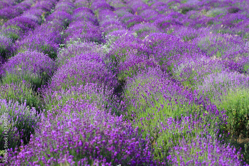 Color lavender field