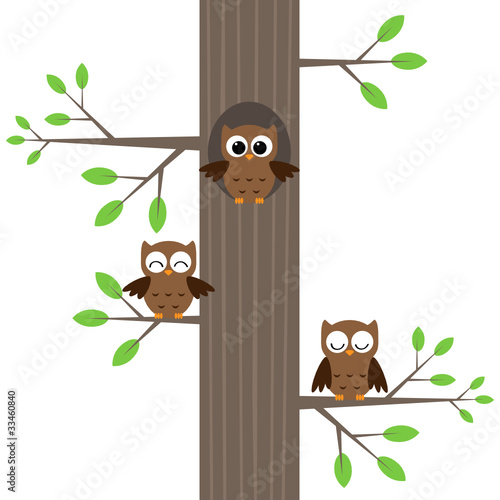 Owls on tree