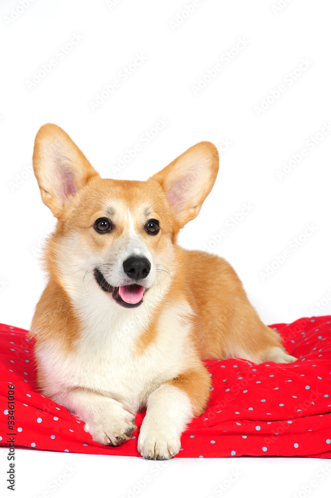 Funny corgi pembroke lying on the red pillow in studio Funny corgi pembroke lying on the red pillow in studio