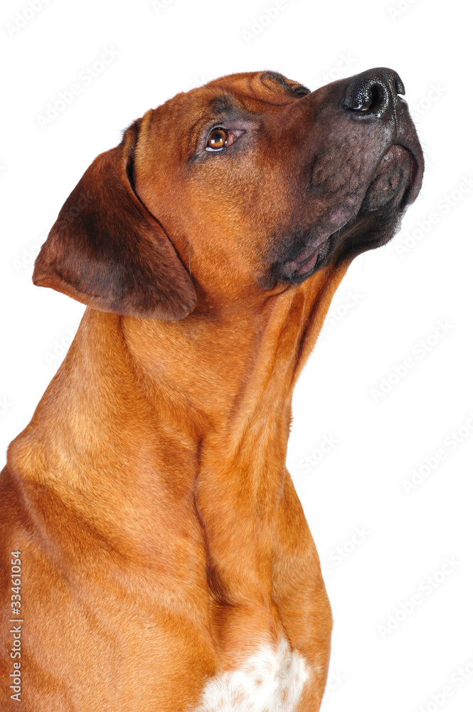 Rhodesian Ridgeback Dog in studio