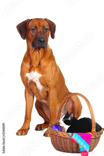 Rhodesian ridgeback together with a cat in a basket