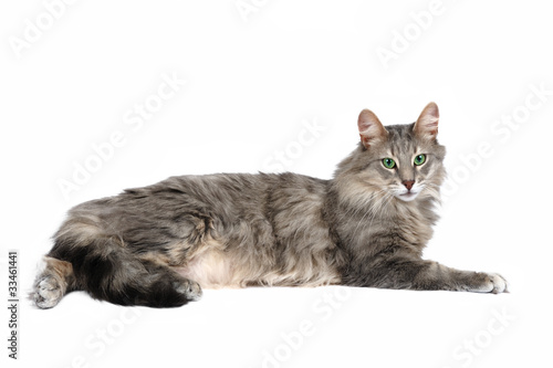 Fotografie Norwegian forest cat in studio