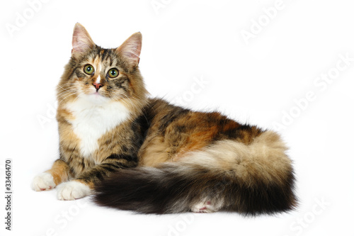фотографія Norwegian forest cat in studio