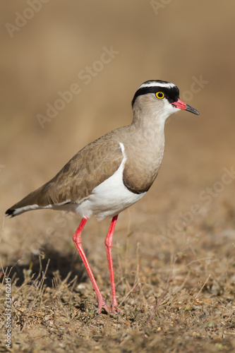 Crowned Lapwing plover