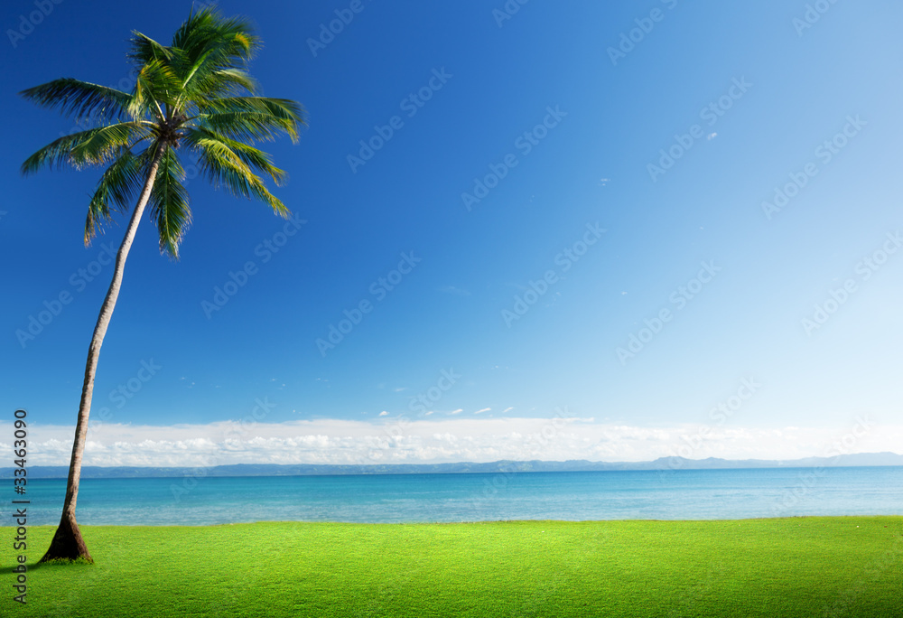 palm and Caribbean sea
