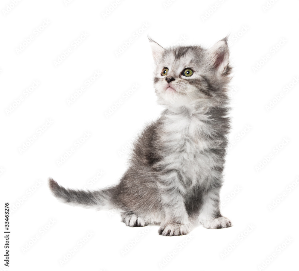 Small grey  kitten