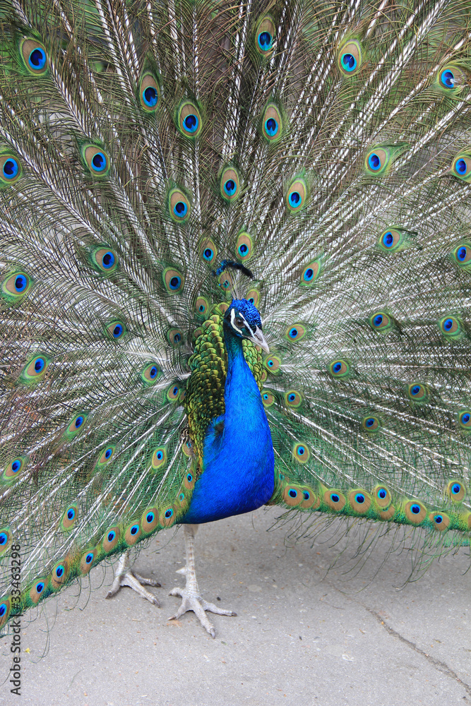 Naklejka premium Самец обыкновенного павлина с раскрытым «хвостом»