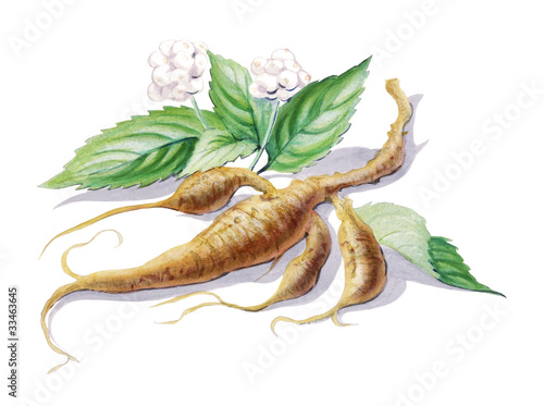 Ginseng