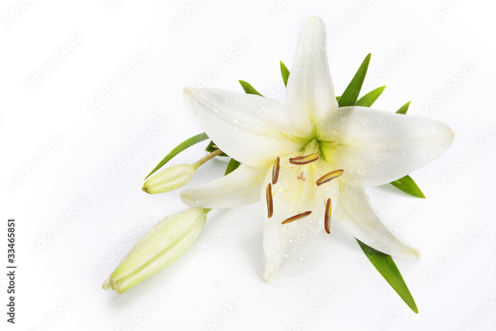 lily flower isolated on a white background