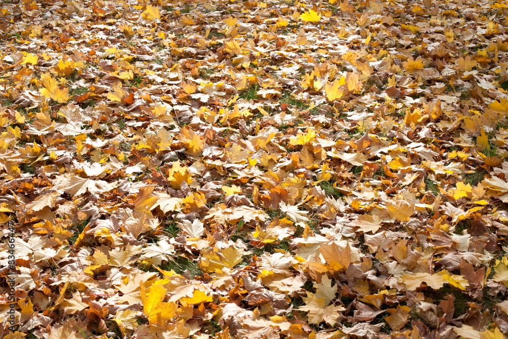 Autumn park Autumn park