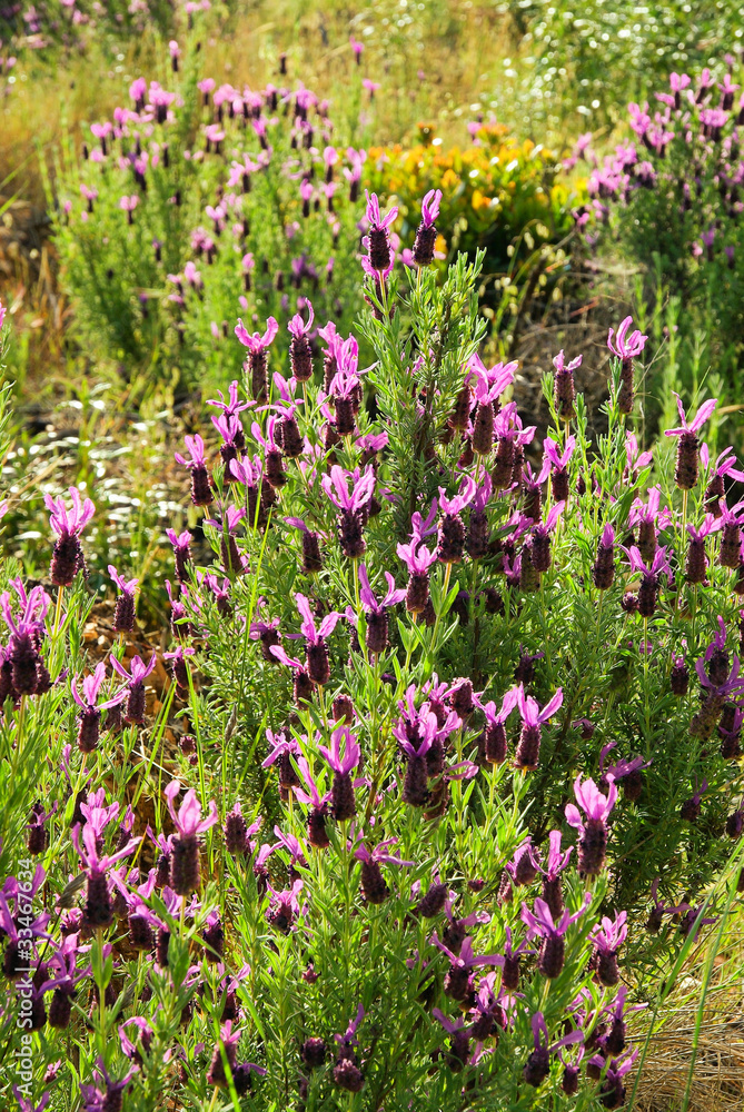 Fototapeta premium Schopf-Lavendel - French Lavender 02