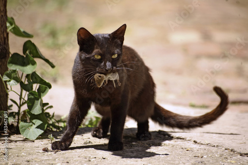 Cat and mouse