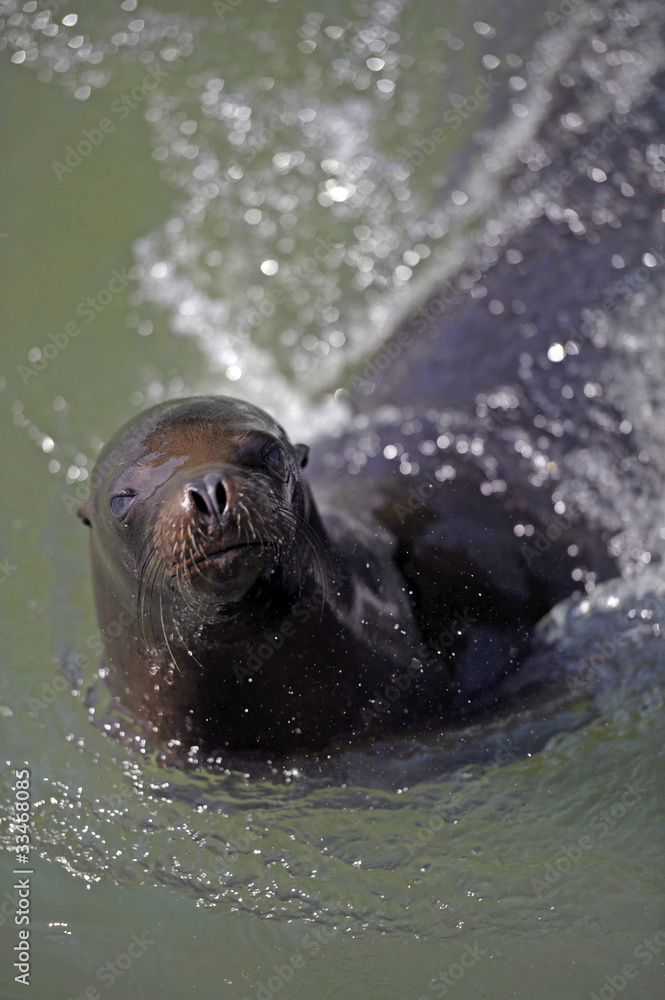 Obraz premium sea lion closed mouth