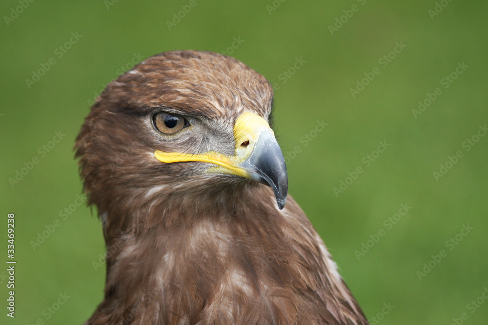 Close up brown falcon head portrait Close up brown falcon head portrait