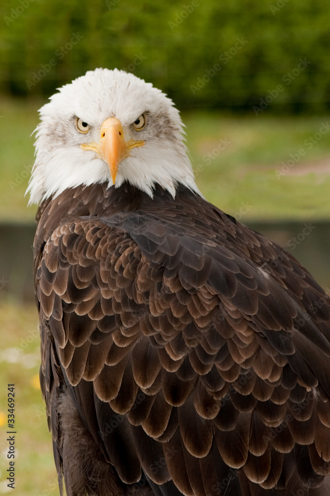 Obraz premium Close up of a bald eagle 