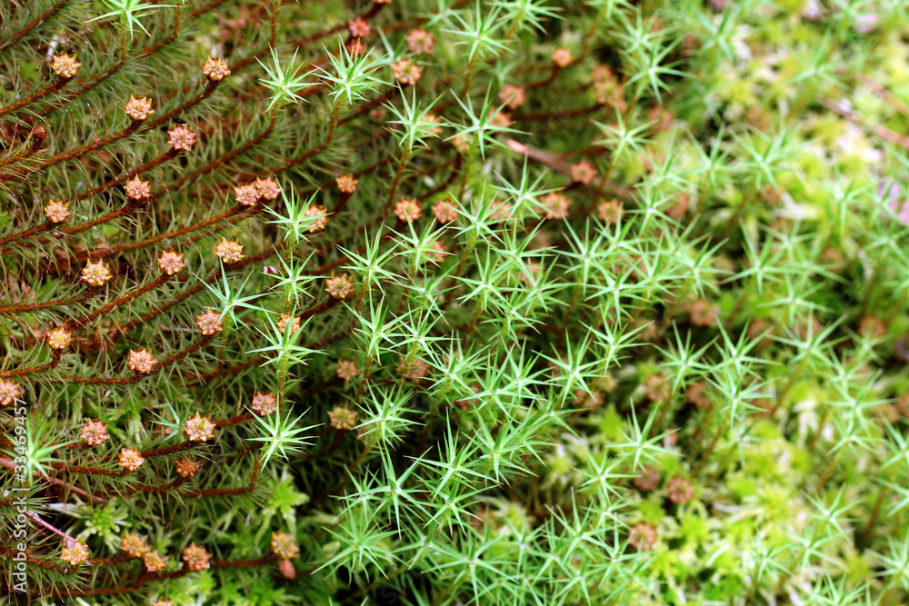 Background of Green Mosses (Polytrichum) Background of Green Mosses (Polytrichum)