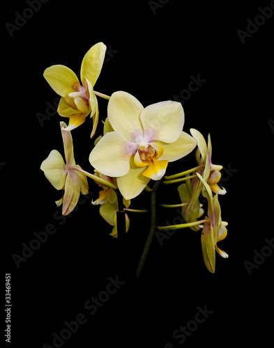 yellow orchid flowers on a black background