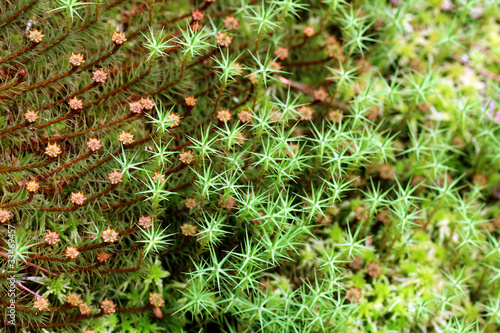 Background of Green Mosses (Polytrichum)
