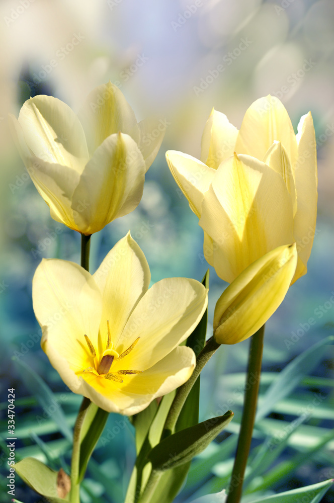 Naklejka premium tulipan