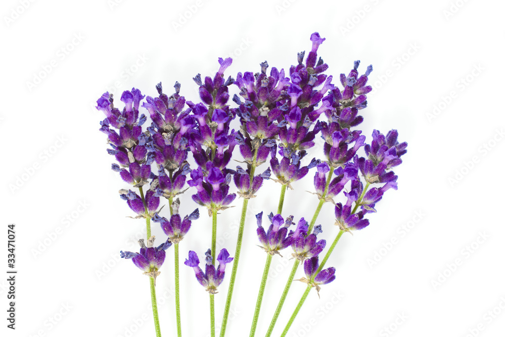 Naklejka premium lavender isolated on white