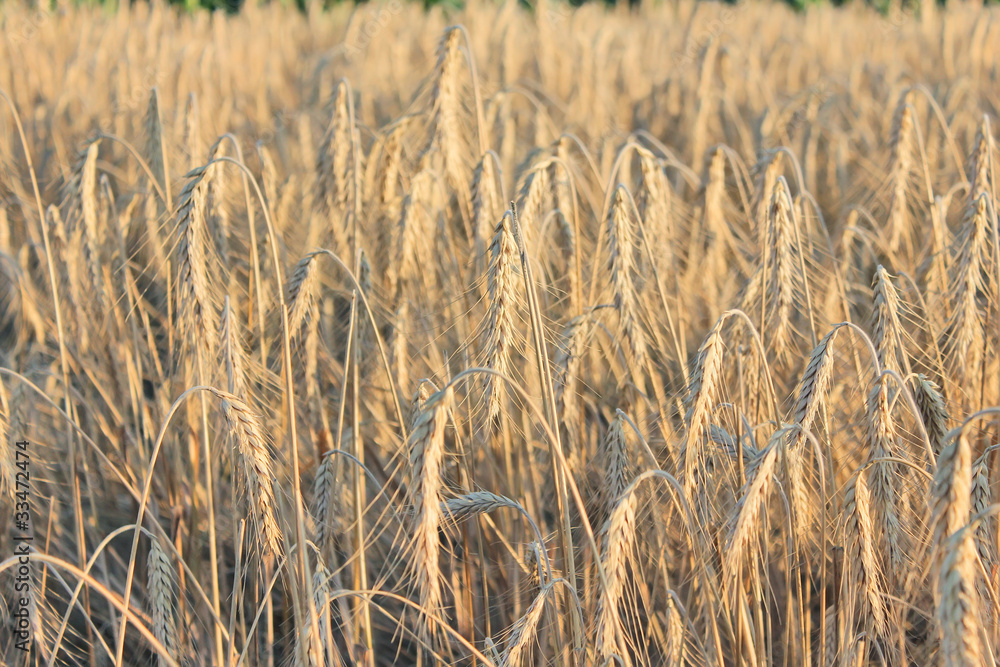 Fototapeta premium barley field