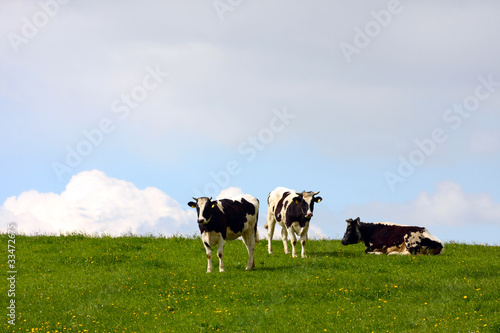 cows on a pasture © Sergii Mostovyi