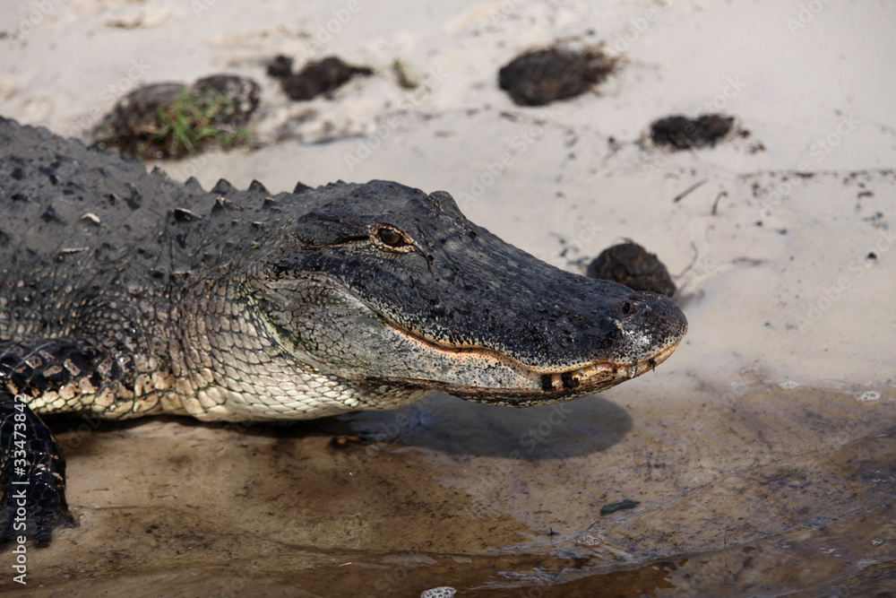 Obraz premium Resting Aligator
