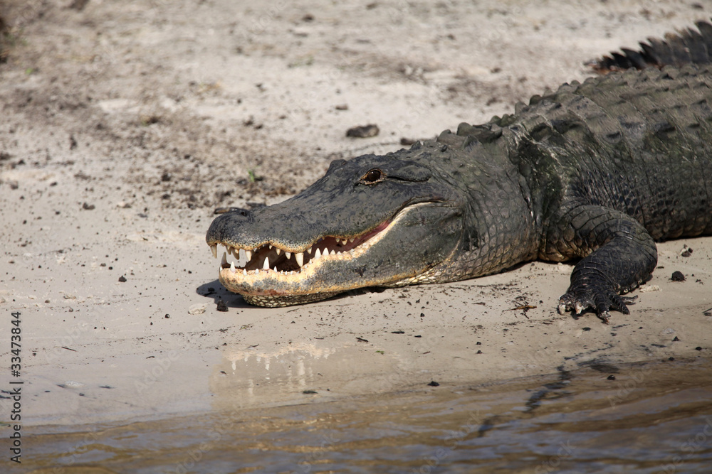 Fototapeta premium Resting Aligator