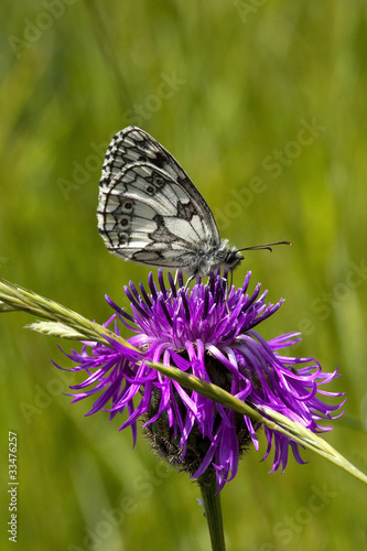 marbled white butterfly © emjay smith