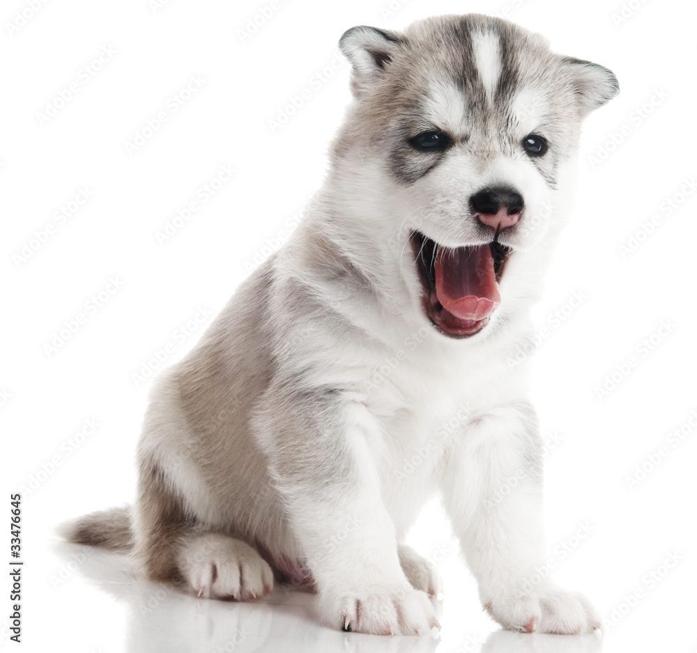 one Siberian husky puppy isolated one Siberian husky puppy isolated