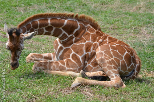 Fotografie Giraffe lies down in the grass
