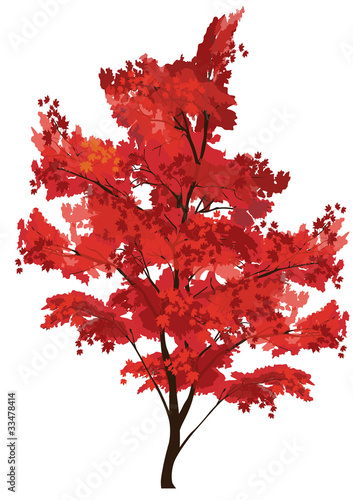 red maple isolated on white illustration