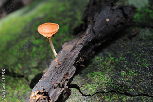 orange mushroom