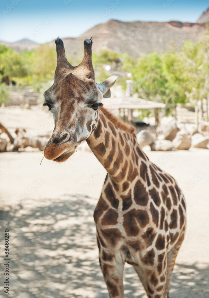 Obraz premium giraffe