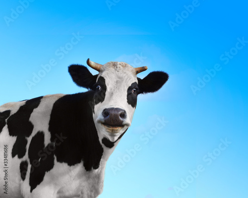 фотография Funny smiling black and white cow on blue clear background