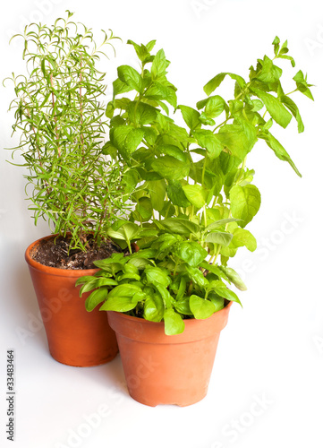 Herbs in Pots © jamdesign