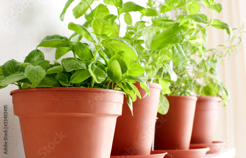 Herbs in Pots